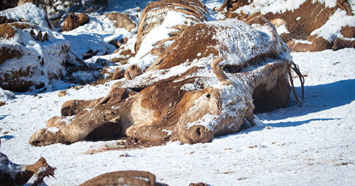 Атырау облысында қорық аумағында мұзға батқан ірі қара мал қырылды