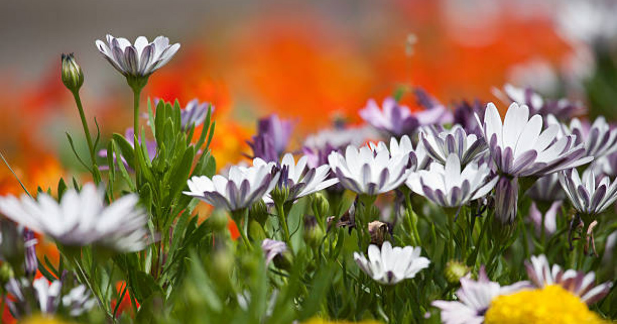 Көрісу күні: Наурызнаманың онкүндігі басталды