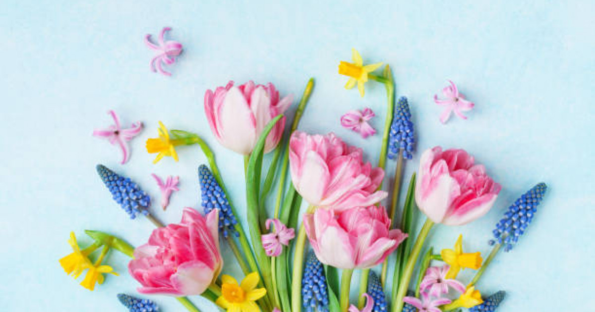 Мемлекет басшысы Қасым-Жомарт Тоқаев Халықаралық әйелдер күнімен құттықтады