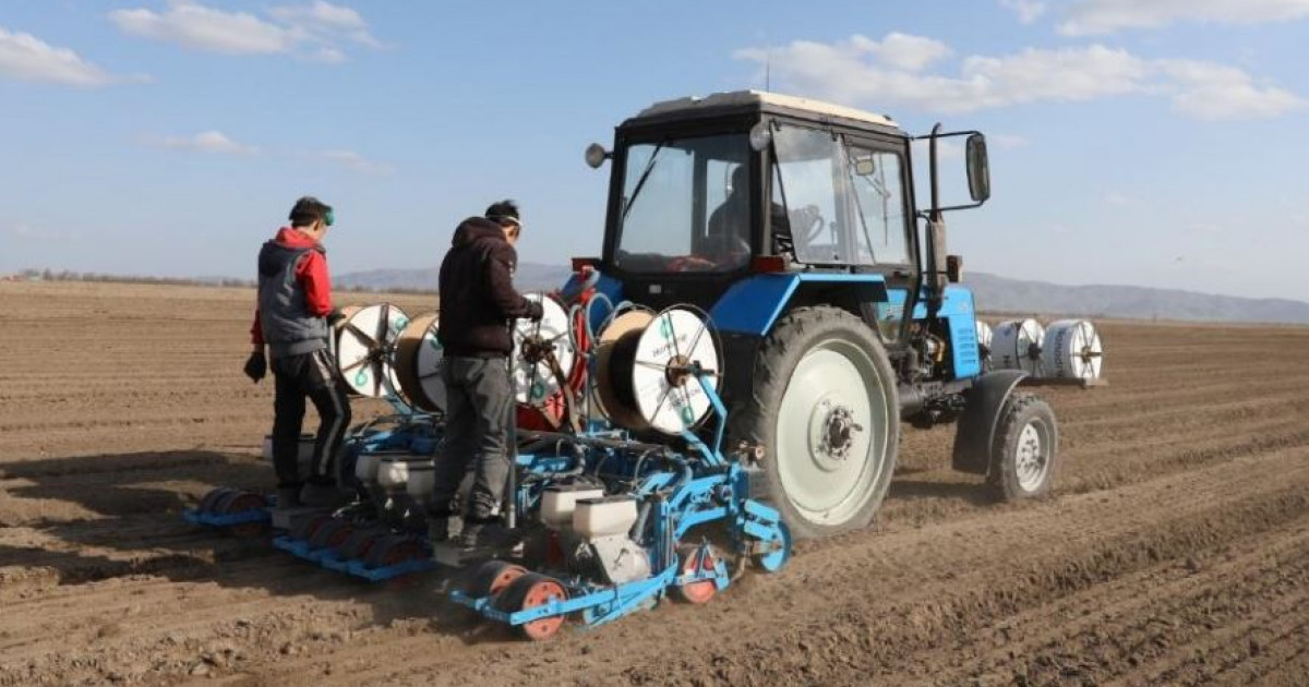 Шаруаларды шатқаяқтатқан шара