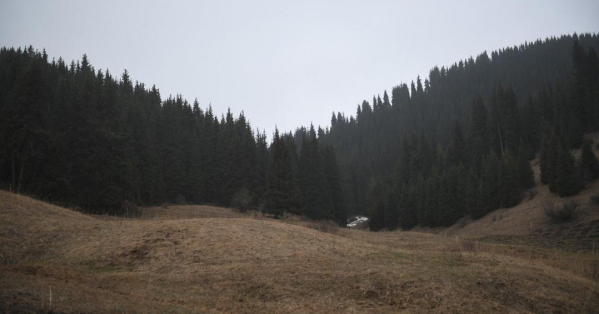 Алматы облысында орман қоры ұлғаюда