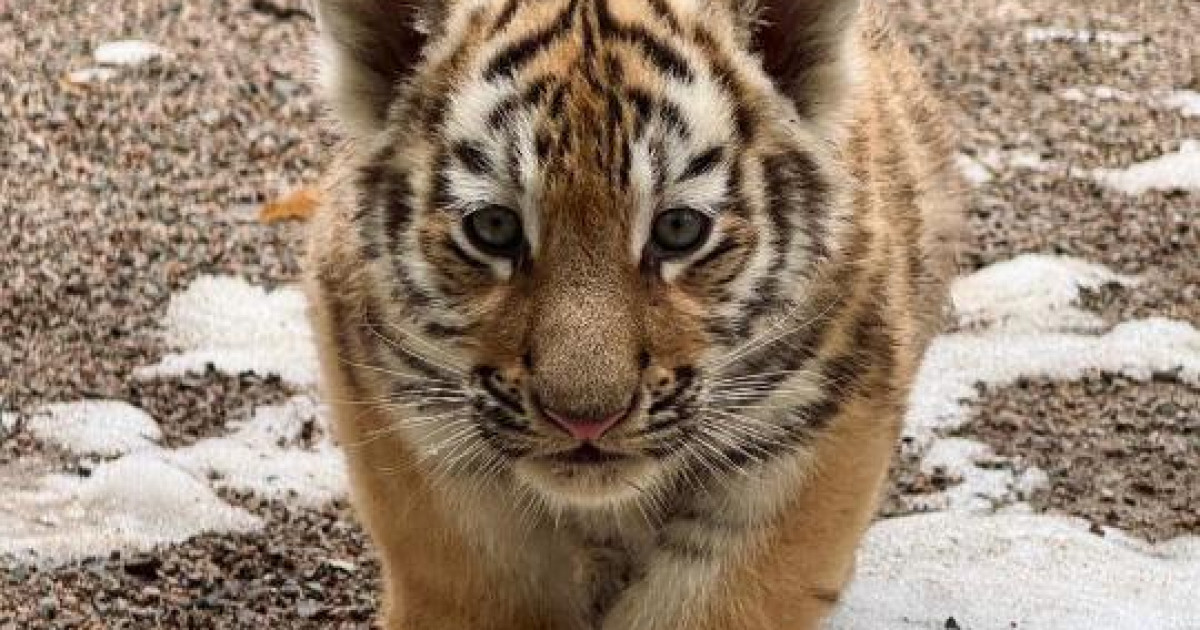 Алматы зообағында үш амур жолбарысының күшігі дүниеге келді