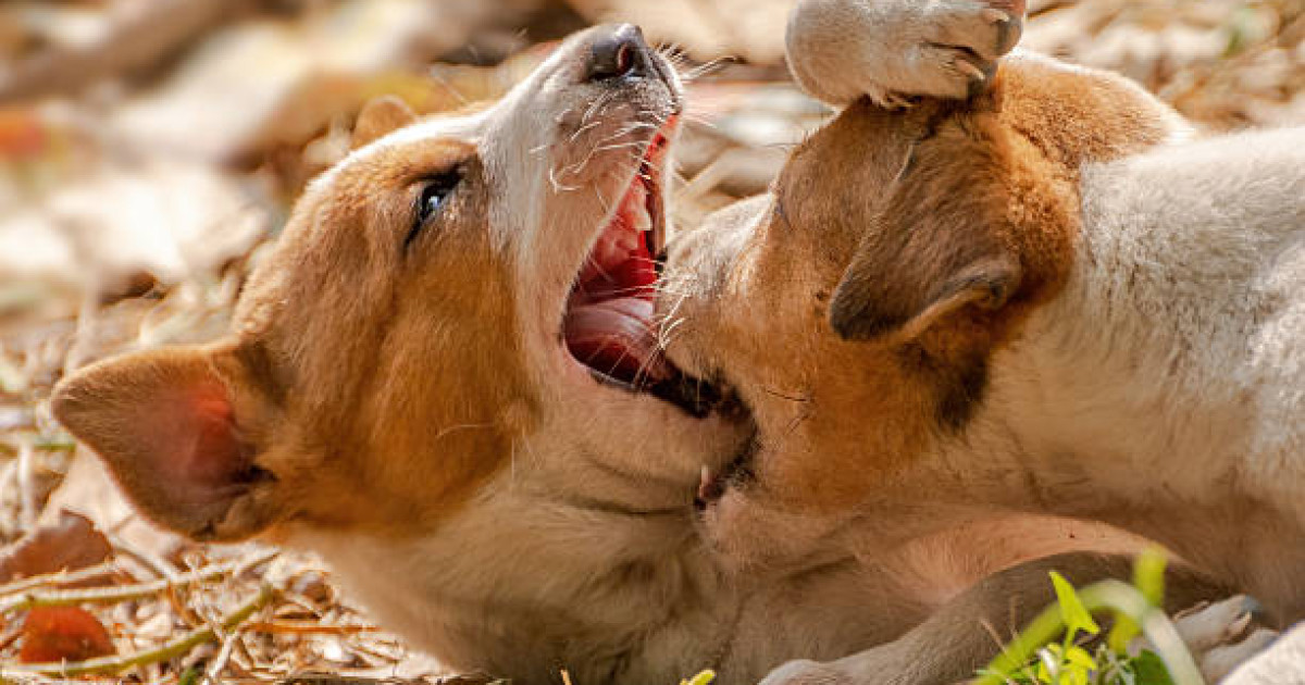 Елдегі қаңғыбас ит-мысықтың өсімін бақылауда ұстау керек – Анна Хамчукова