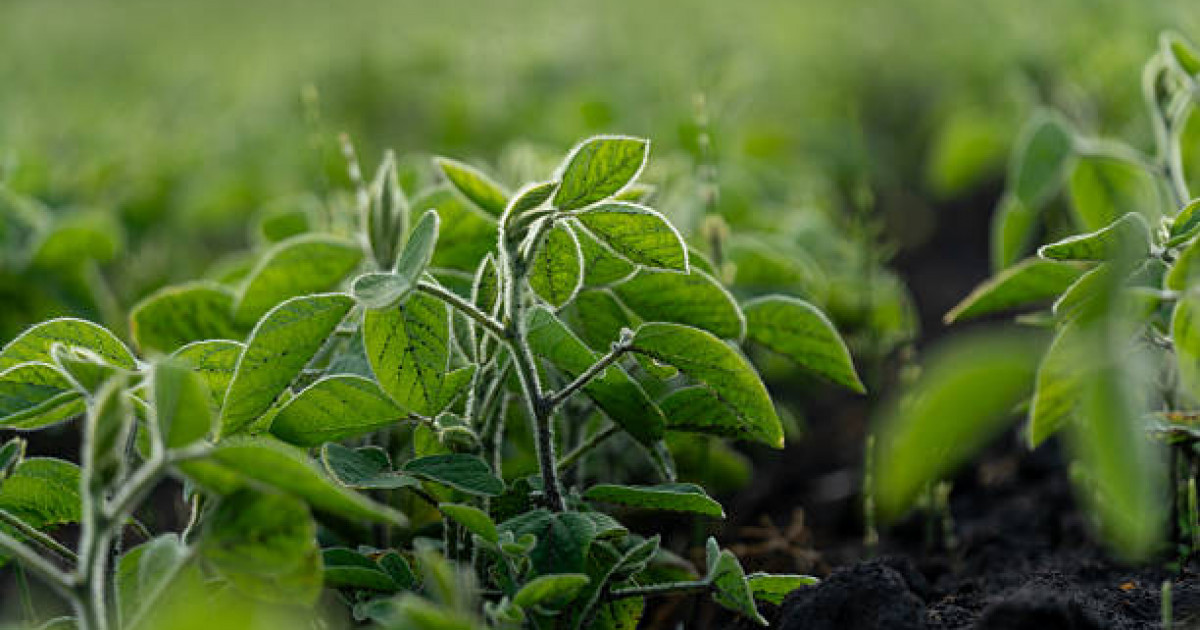 Жаңбыр, бұршақ жауады, үсік жүреді: 22 сәуірде ауа райына байланысты ескерту жарияланды